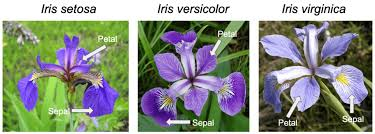 Iris Flower Classification